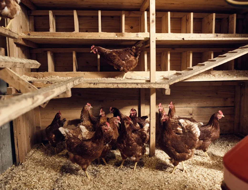 Geflügelhof Eigenherr_Hühnerstall