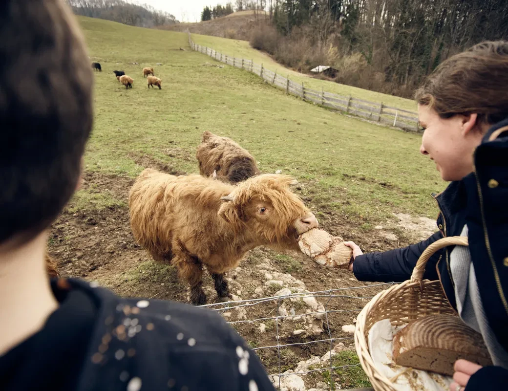 Geflügelhof Eigenherr_Hochlandrinder auf der Weide