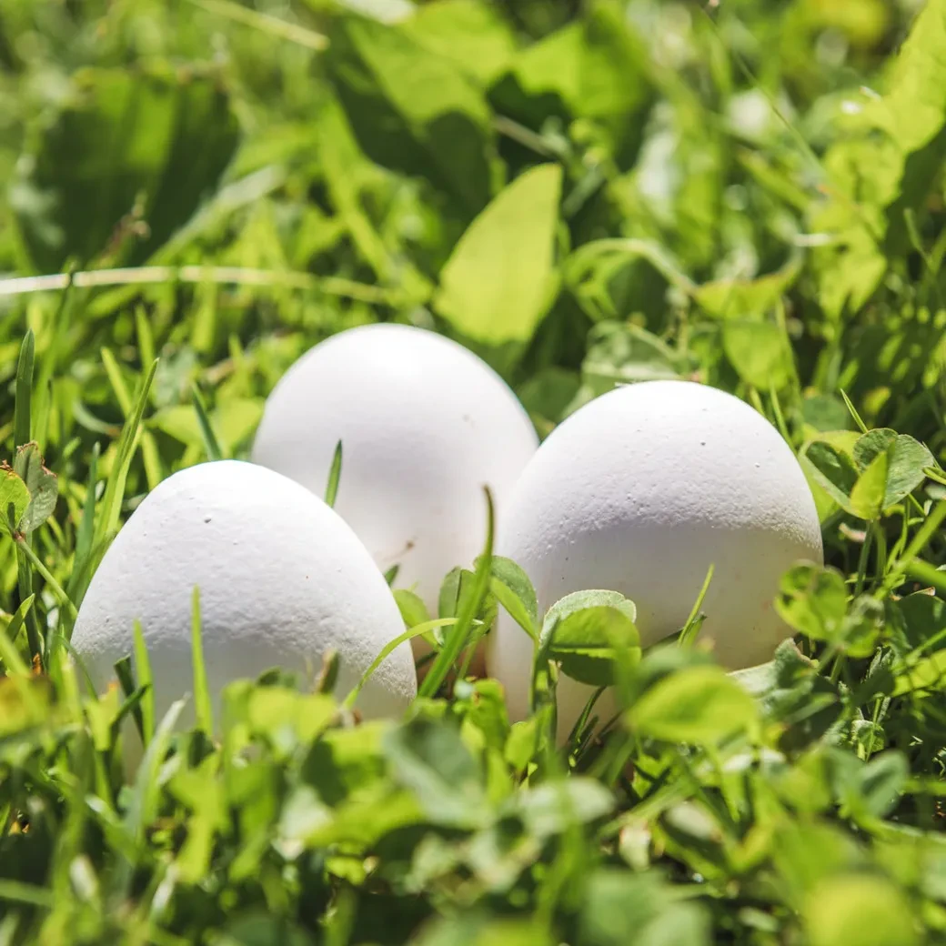 Weiße Eier in der Wiese