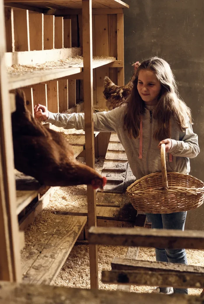 Geflügelhof Eigenherr_Eier einsammeln