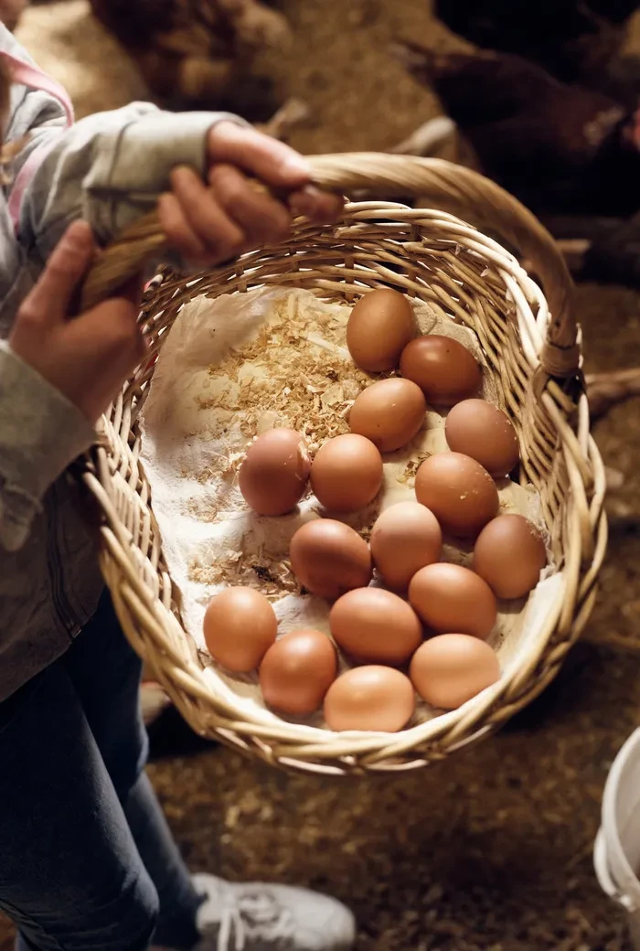 Geflügelhof Eigenherr_ein Korb voll frischer Eier