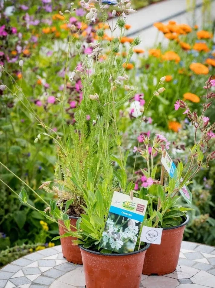 Bienenwiese Setzpflanzen