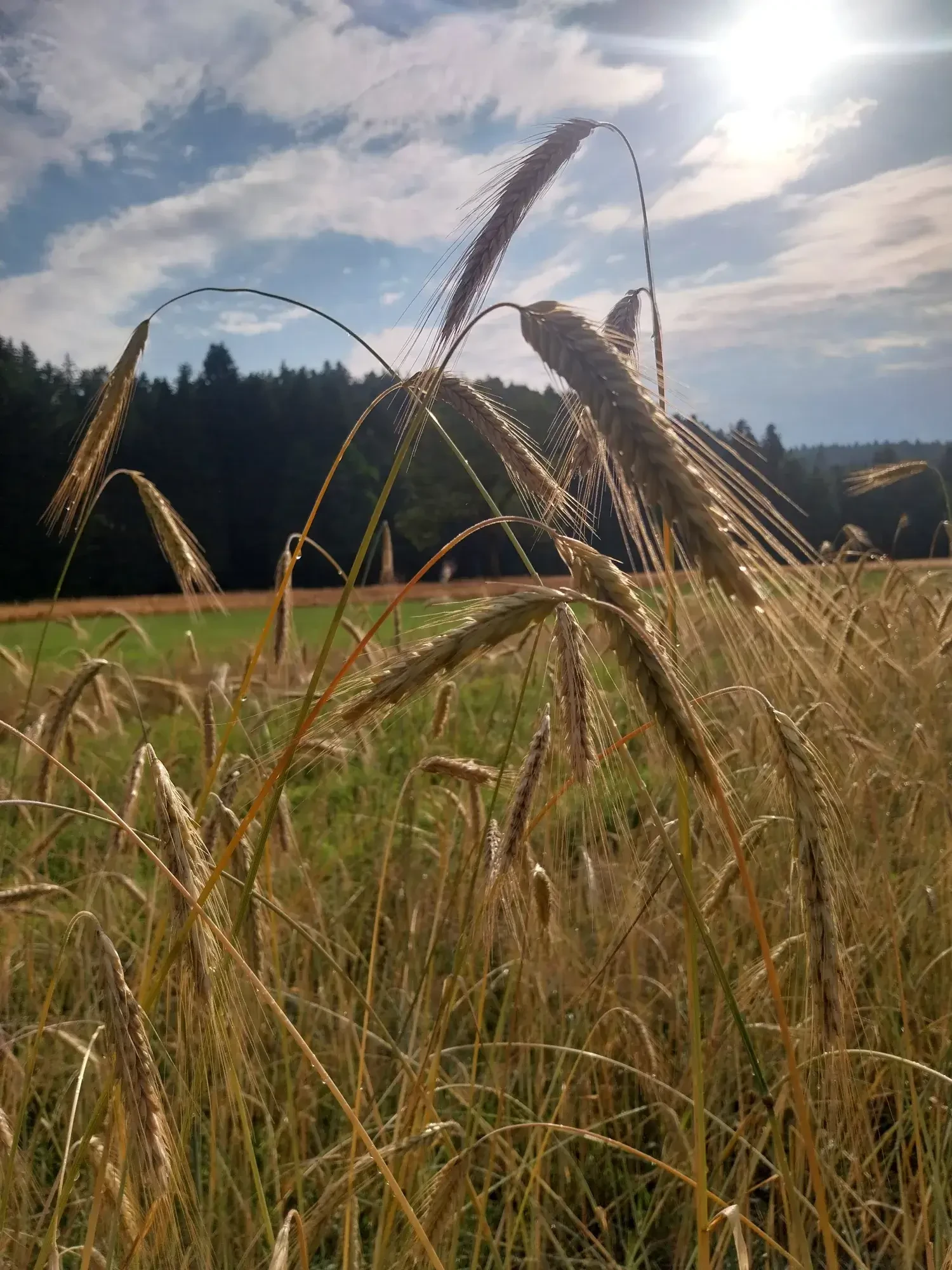 Roggen am Feld