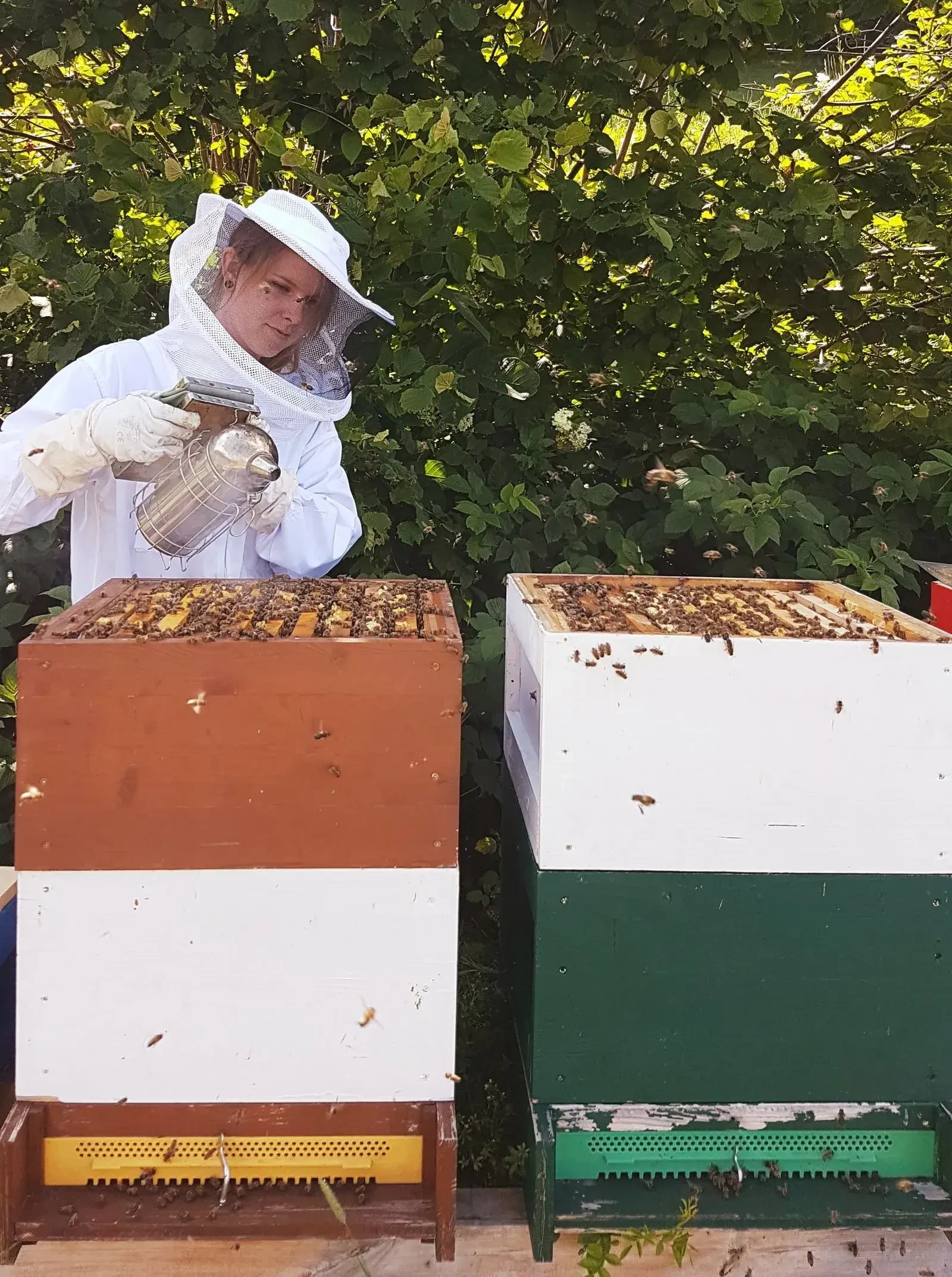 Honig aus Salzburg: Der Bienenschwarm – Blütenhonig, Cremehonig & Bienenwachskerzen