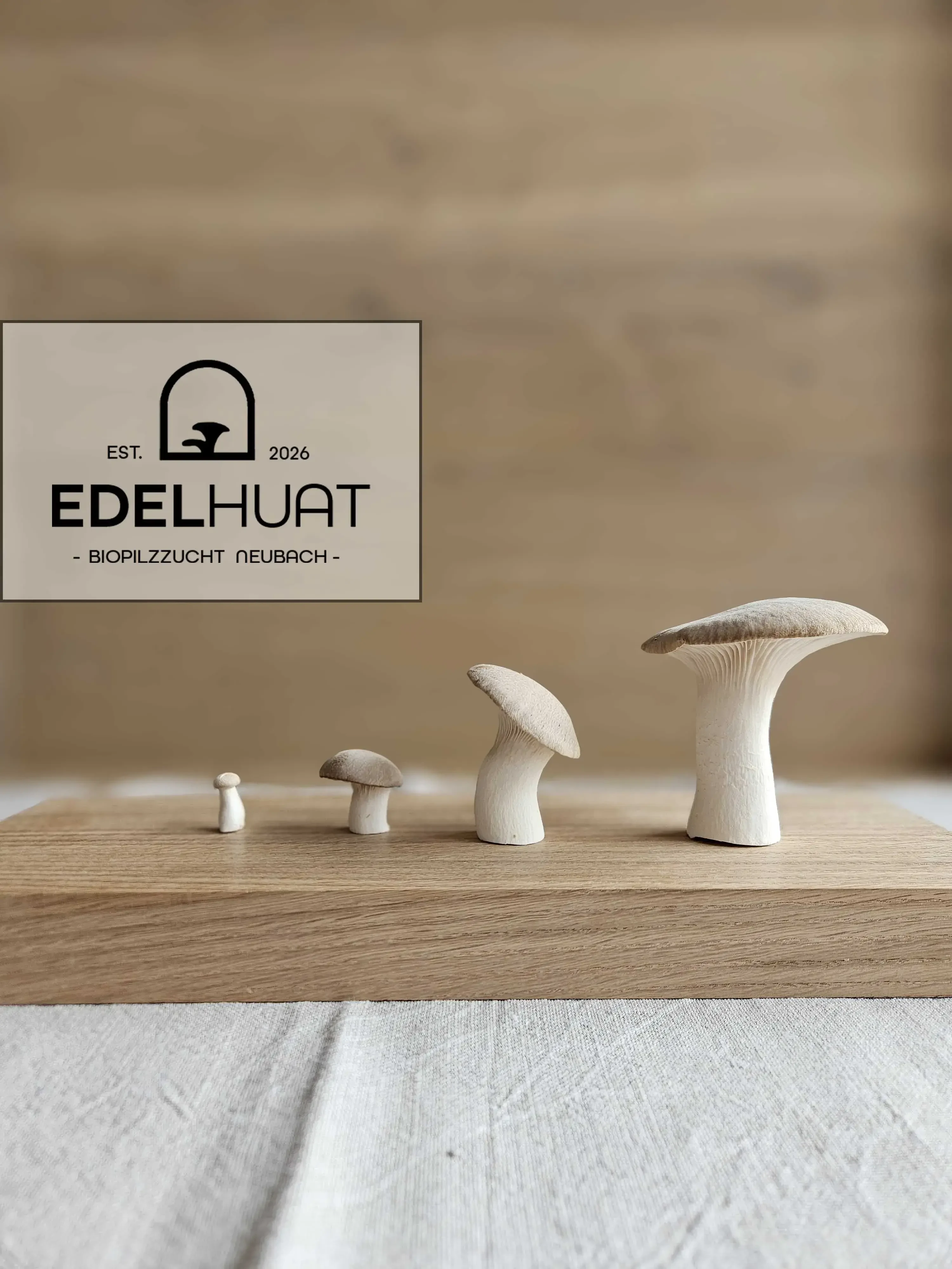 Kräuterseitling 4 Größen Neubach Biopilze von Edelhuat