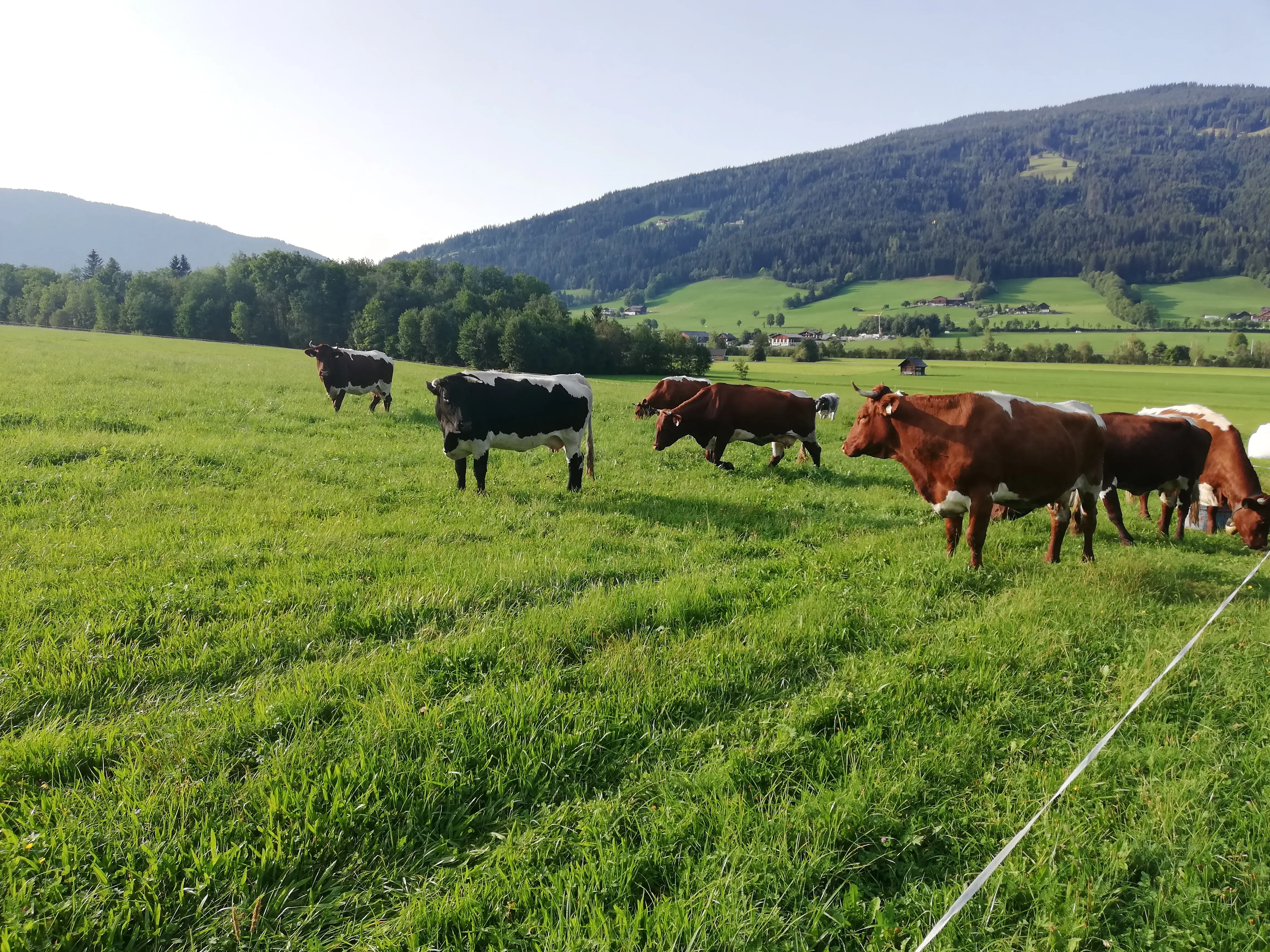 Biohof Unterfarnwang Kuhherde auf Weide 