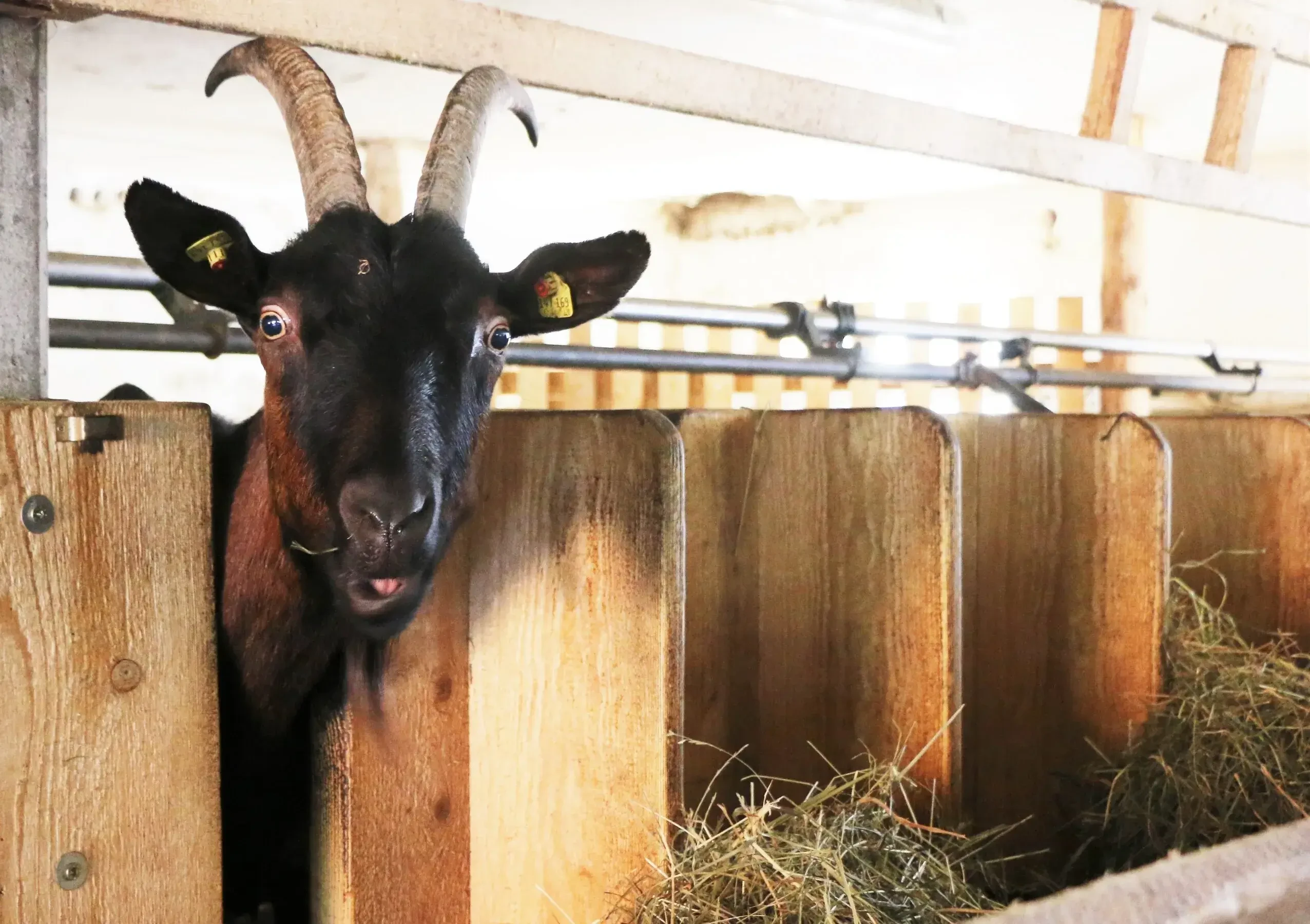 freche Ziege im Stall Zachhiasenhof Öschlberger