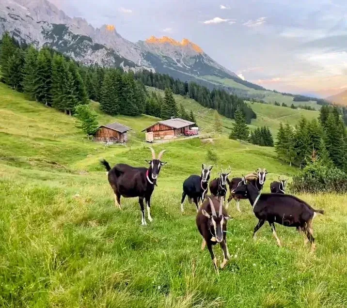 Im Selbstbedienungsladen von Christoph und Martina in Saalfelden findest du rund um die Uhr hochwertige Bio-Ziegenmilchprodukte und ausgewählte saisonale Erzeugnisse.