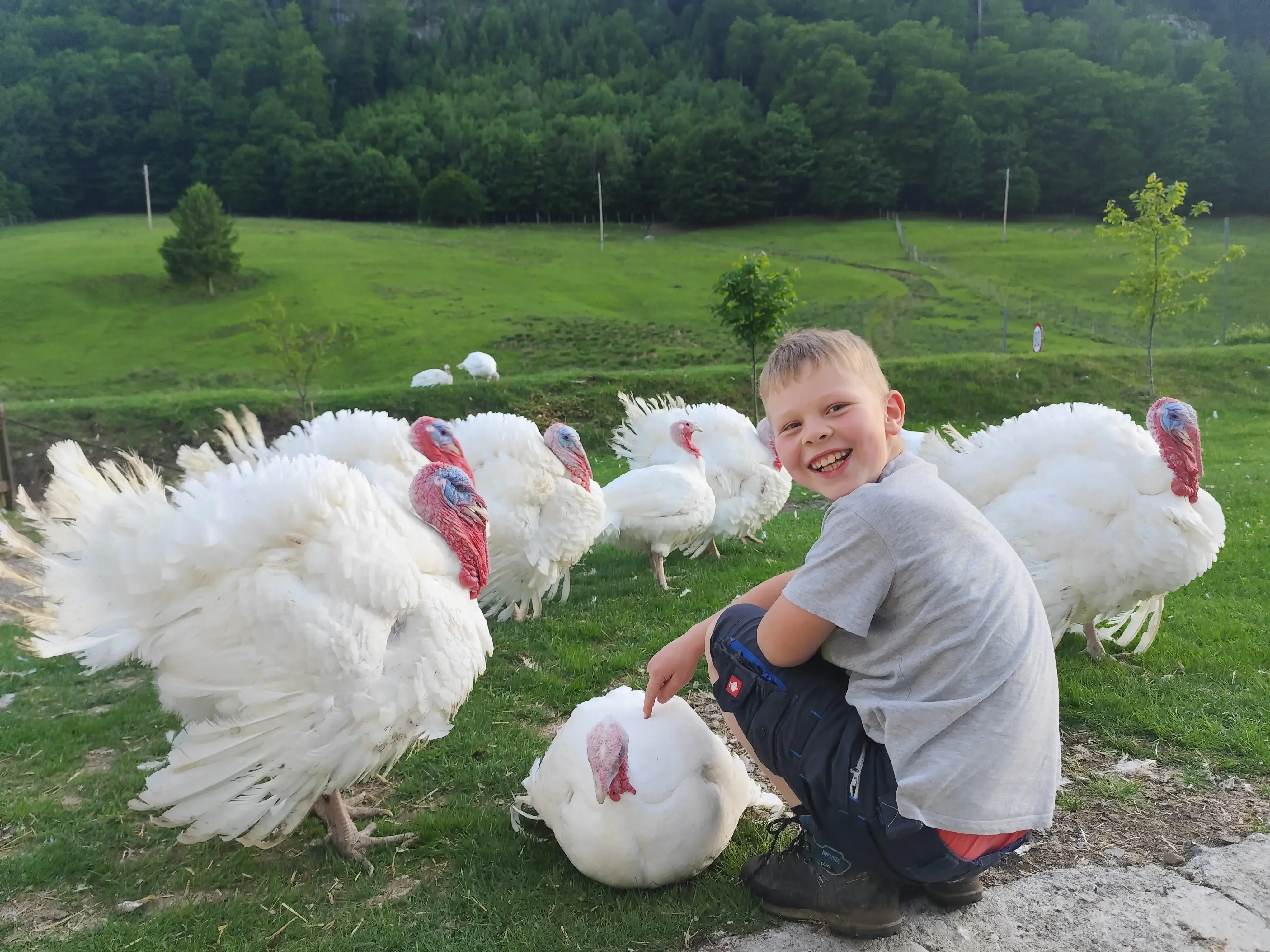 Leitner Matthäus Puten, Haltung artgerecht, Wiese, Feld, garantiert regional Putenglück – Feinste Putenprodukte aus regionaler Landwirtschaft St. Gilgen
