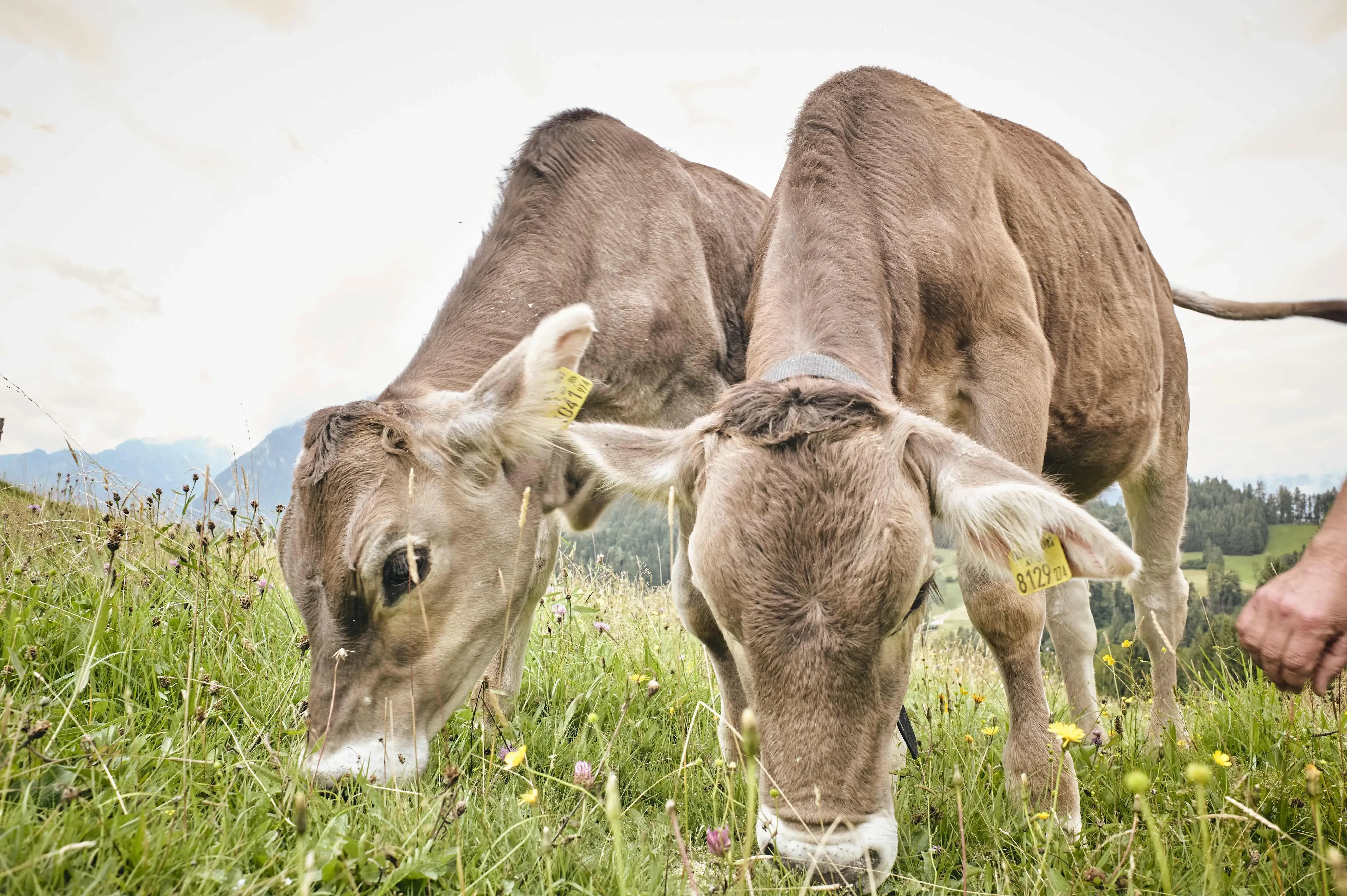 Metzgerei Siller Kalb Rindfleisch Bio Bauernhof Bachrain