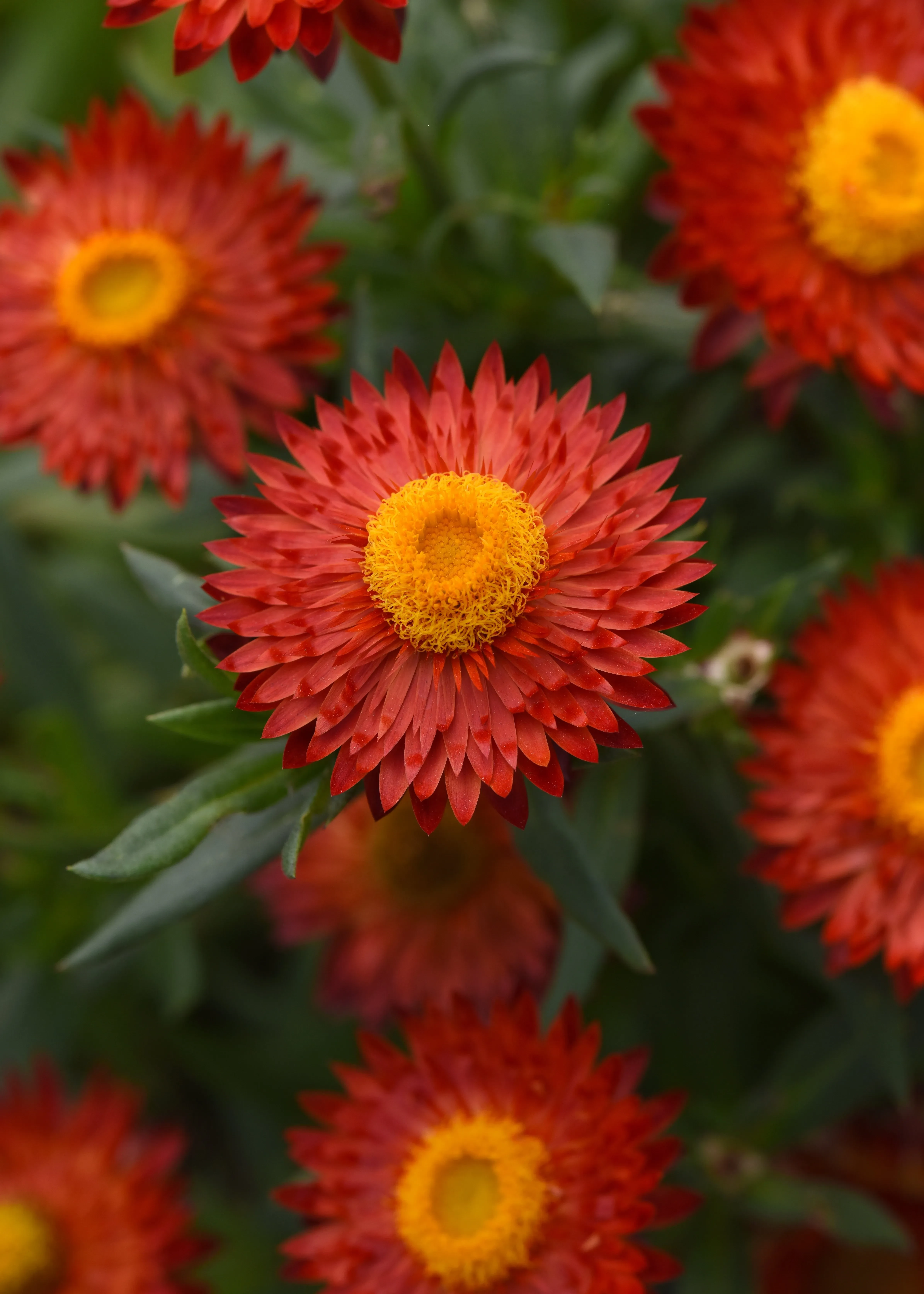 Blume des Jahres 2026