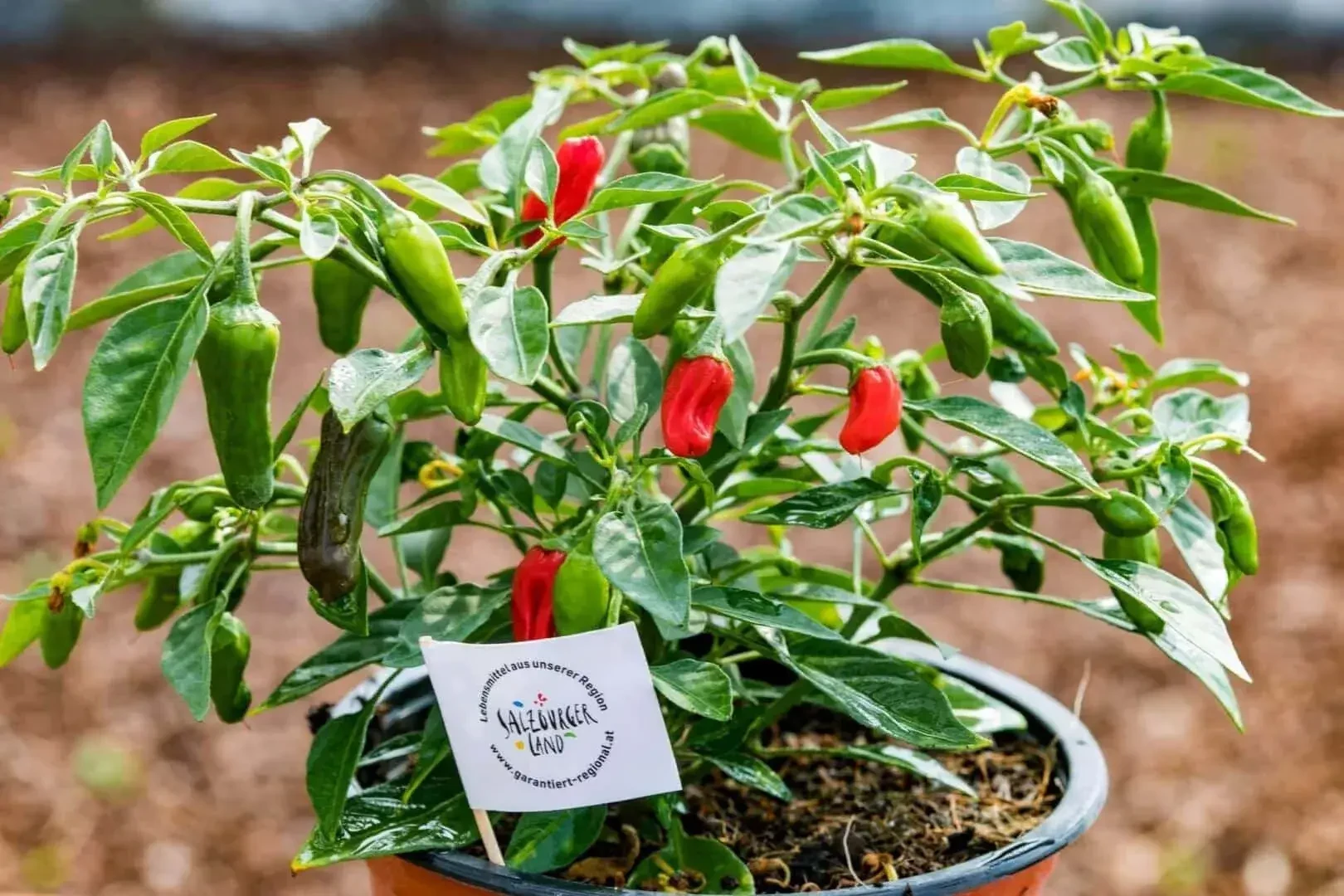 Chili von Gartenbau Winklhofer in Wals-Siezenheim