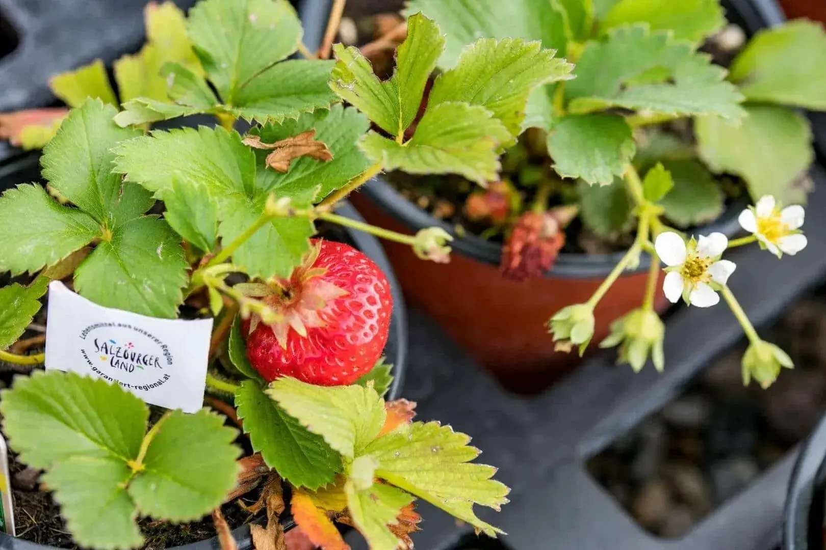 Erdbeer von Gartenbau Winklhofer in Wals-Siezenheim