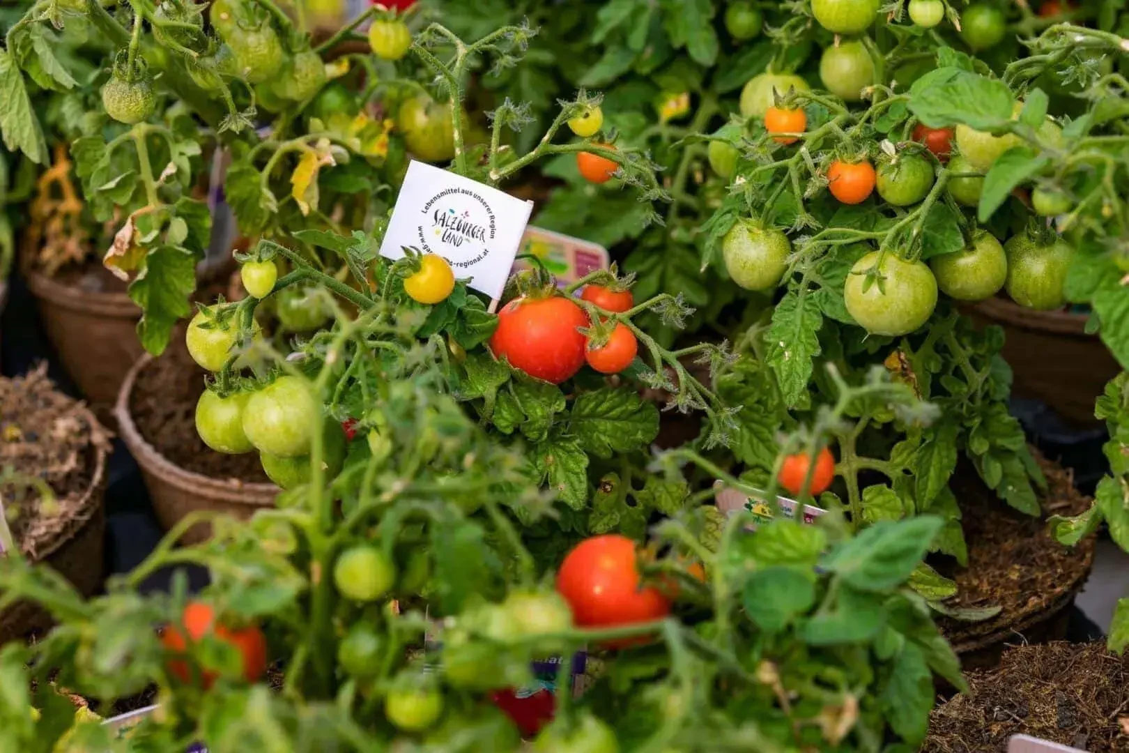 Gemüse von Gartenbau Winklhofer in Wals-Siezenheim